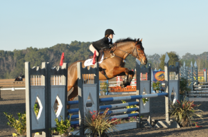 Classic Imp 8yr for sale